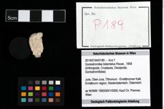 Foto (Objekt + Etikett) von Goniodromites bidentatus (Reuss, 1858)  (NHMW-GEO-2014-0194-0189)